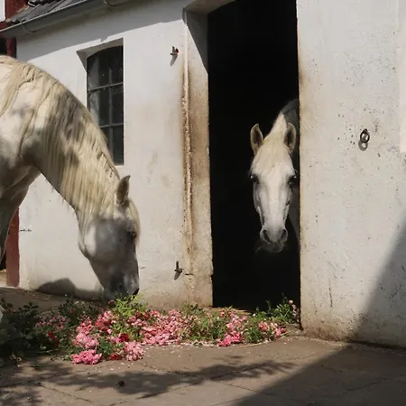 Schoenberg - Schuster Raths Kate